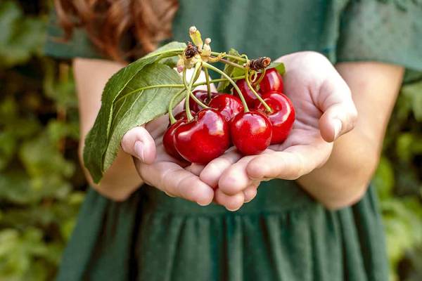 Nutritive values of cherries